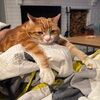 catsforgold